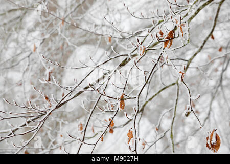 Frozen tree branches, Chipping Campden, The Cotswolds, Gloucestershire, England, United Kingdom, Europe Stock Photo
