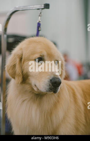Celtic Classic Dog Show 2018 Golden Retriever , at a grooming station. Stock Photo