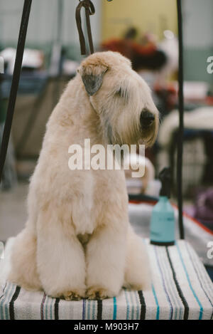 Celtic Classic Dog Show Soft Coated Wheaten Terrier at a grooming station Stock Photo