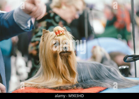 Celtic Classic Dog Show 2018 toy group Yorkshire terrier Stock Photo