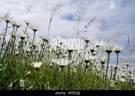 Worm's eye view of Ox-Eye Daisies (Leucanthemum vulgare) growing with wild grasses in summer. UK, Britain Stock Photo