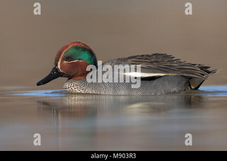 Common teal Stock Photo