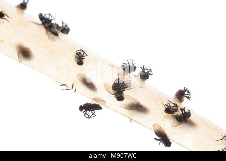 Several Cluster flies, Pollenia rudis, stuck on fly paper. These flies can infest homes in large numbers. England UK GB Stock Photo