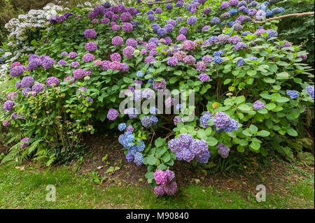 Beautifully colored common hydrangea (Hydrangea arborescens) bushes in France Stock Photo