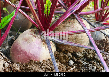 A very large ripe beets in the garden Stock Photo