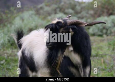 Closeup of a screwhorn goat in the wilderness Stock Photo