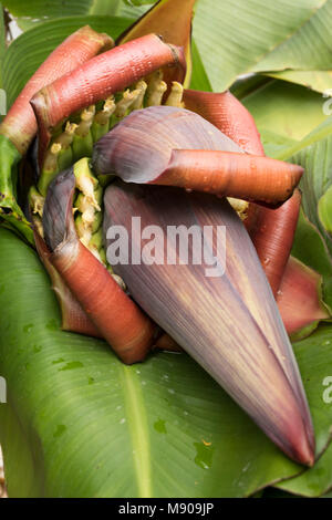 Close up of banana flowers with very young bananas starting to grow, Paphos district, Cyprus Stock Photo