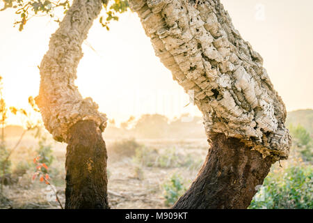 Cork tree with and without the outer layer of the bark, which can be stripped without harming the tree. Stock Photo