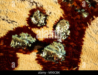 Bling Butterfly - Anteros formosus, m, peru, Cosnipata Valley, brain harris, super detail Stock Photo
