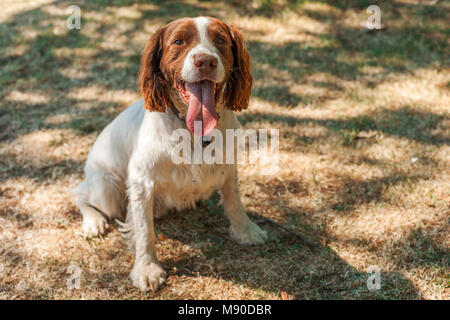 Hot but happy Springer Spaniel in shade with open mouth and tongue out on sunny day Stock Photo