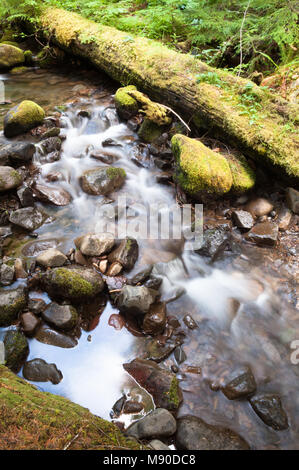 A vertical composition long exposure water moves downriver through mossy riverbed rocks and logs in lush forest Stock Photo