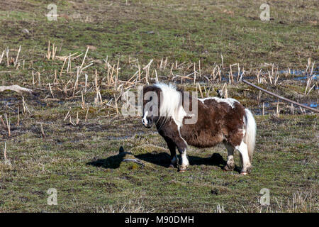 A cute miniature horse stands alone in the pasture near Harrison, Idaho. Stock Photo