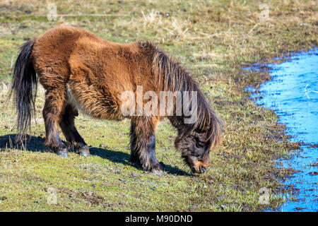 A miniature horse grazes on grass by the stream near Harrison, Idaho. Stock Photo