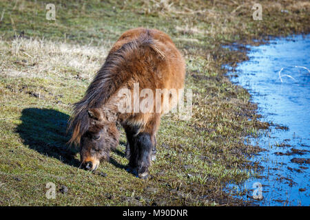 A miniature horse grazes on grass by the stream near Harrison, Idaho. Stock Photo