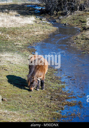 A miniature horse grazes on grass by the stream near Harrison, Idaho. Stock Photo