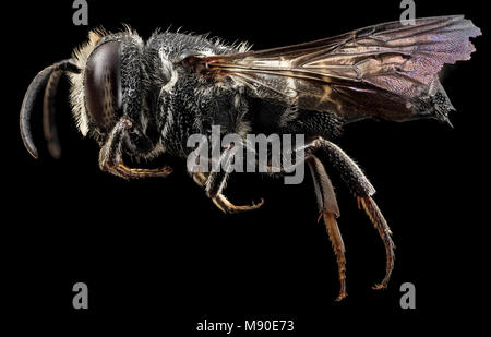 Coelioxys dolichos, m, side, md, kent county Stock Photo