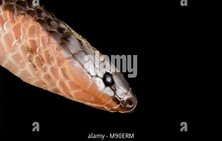 eastern worm snake Stock Photo