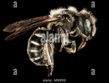 Bee.  Hoplitis pilosifrons, f, md, eastern neck nwr, side Stock Photo