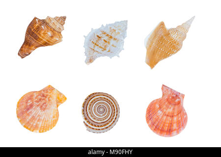 composition of exotic sea shells  on a white background Stock Photo