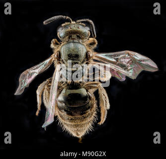 Lasioglossum lineatulum, female, back Stock Photo