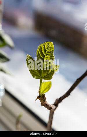 Common Fig, Fikon (Ficus carica) Stock Photo