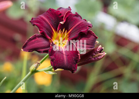 'Ed Murray' Daylily, Daglilja (Hemerocallis) Stock Photo