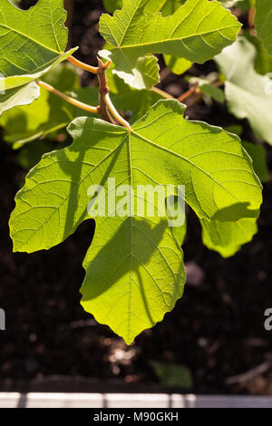 Common Fig, Fikon (Ficus carica) Stock Photo