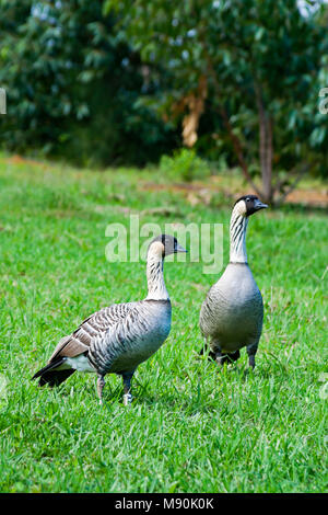 The Nene Goose (pronounced nay nay), Nesochen sandvicensis, is an endemic land bird, an endangered species, and Hawaii's state bird, Molokai, Hawaii. Stock Photo