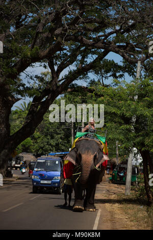 A woman (MR) on a Sri Lankan elephant, a subspecies of the Asian elephant, Elephas maximus. On a road near Sigiriya, an ancient palace located in the 