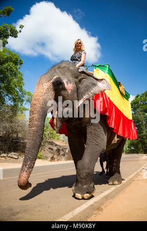 A woman (MR) on a Sri Lankan elephant, a subspecies of the Asian elephant, Elephas maximus, on a road near Sigiriya, an ancient palace located in the 