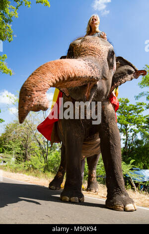 A woman (MR) on a Sri Lankan elephant, a subspecies of the Asian elephant, Elephas maximus, on a road near Sigiriya, an ancient palace located in the 