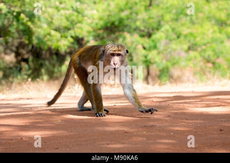 The toque macaque, Macaca sinica, is a reddish-brown-coloured Old World monkey, endemic to Sri Lanka, where it is known as the rilewa or rilawa. This  Stock Photo