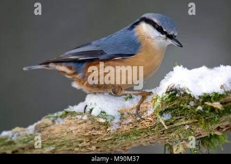 Boomklever zittend op tak met sneeuw; Eurasian Nuthatch perched on branch with snow Stock Photo