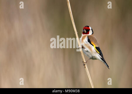 Putter zittend op takje; European Goldfinch perched on branch Stock Photo
