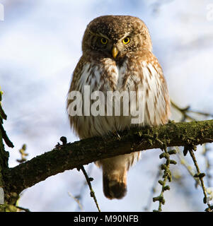 Dwerguil zittend Nederland, Eurasian Pygmy Owl perched Netherlands ...