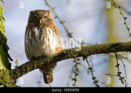 Dwerguil zittend Nederland, Eurasian Pygmy Owl perched Netherlands ...