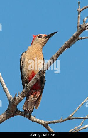 Hoffmann-specht zittend in boomtop Mexico, Golden-fronted Woodpecker perched in treetop Mexico Stock Photo
