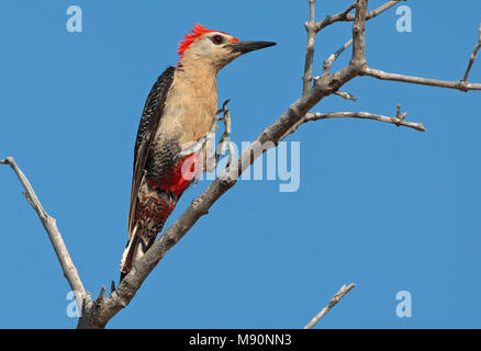 Hoffmann-specht springend in boomtop Mexico, Golden-fronted Woodpecker jumping in treetop Mexico Stock Photo