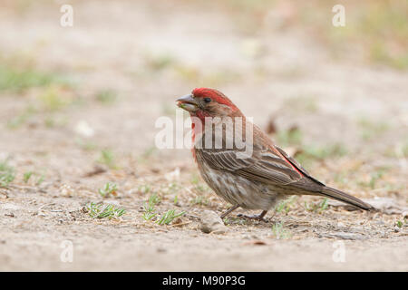 Mannetje Mexicaanse Roodmus foeragerend op de grond Californie USA, Male House Finch foraging on ground California USA Stock Photo