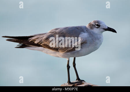 Lachmeeuw subadult op paal Mexico, Laughing Gull subadult at pole Mexico Stock Photo