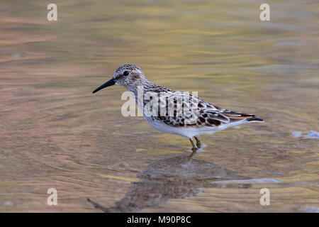 Kleinste Strandloper adult foeragerend Mexico, Least Sandpiper adult foraging Mexico Stock Photo