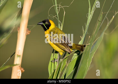 Mannetje Kleine Textorwever met nest materiaal Namibie, Male Lesser Masked-Weaver with nest material Namibia Stock Photo