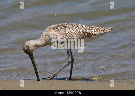 Marmergrutto voedsel zoekend Californie USA, Marbled Godwit foraging California USA Stock Photo