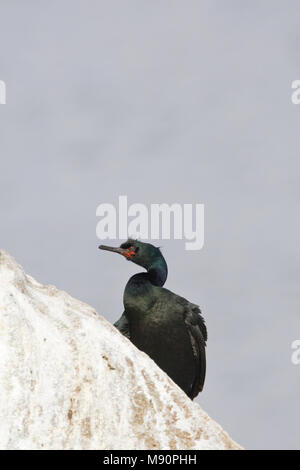 Pelagische Aalscholver adult op rots Californie USA, Pelagic Cormorant adult on rock California USA Stock Photo