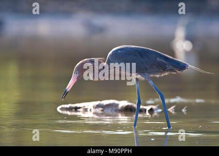 Roodhalsreiger vissend Mexico, Reddish Egret fishing Mexico Stock Photo