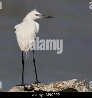 Roodhalsreiger adult witte vorm Mexico, Reddish Egret adult white morph Mexico Stock Photo