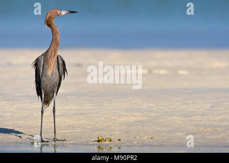 Roodhalsreiger in prachtkleed op strand Mexico, Reddish Egret in breedingplumage at beach Mexico Stock Photo