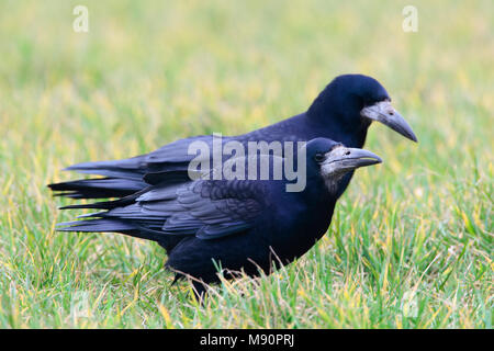 Rook two birds on grassland Netherlands, Roek twee vogels in weiland Nederland Stock Photo