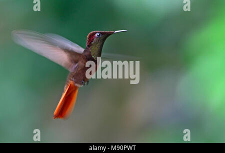 Rode Kolibrie zwevend Tobago, Ruby topaz Hummingbird hovering Tobago Stock Photo