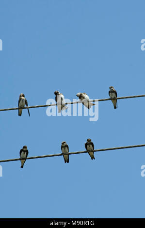 Sand Martin a group resting and preening on wire Spain, Oeverzwaluw een groep rustend en poetsend op draad Spanje Stock Photo